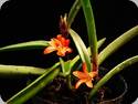 Ceratostylis retisquama (rubra)